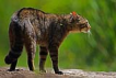 Yaban Kedisi / Felis silvestris / Wildcat 